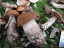 foto-funghi-2.jpg