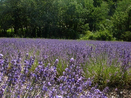 lavanda.gif