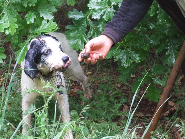 tartufo2