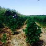 Trovata piantagione di marijuana 