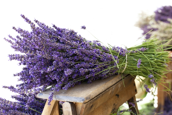 come-coltivare-lavanda-140411145856