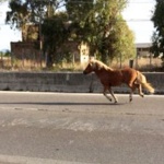 Cavalli sulla Pontina. Traffico in tilt