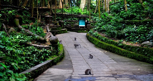 Monkey Forest