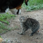 Sportello per i diritti degli animali ad Aprilia