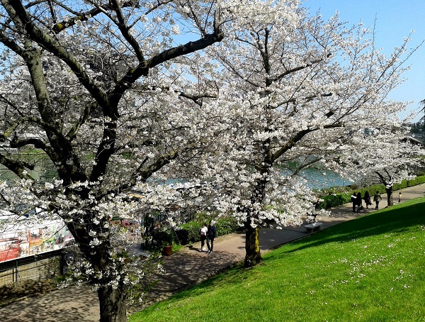 hanami-roma