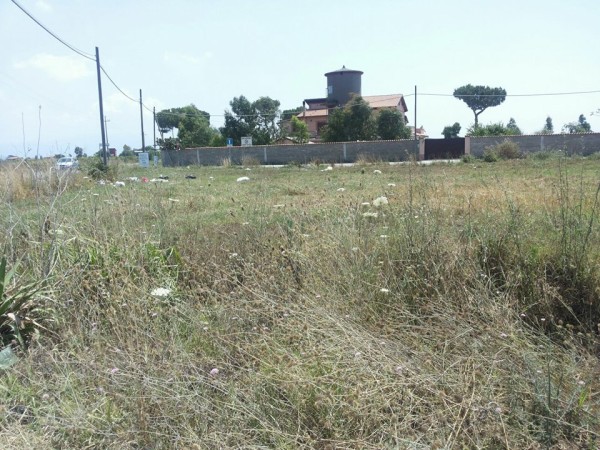 estate campo di carne2