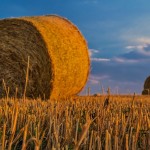 Agricoltura: nuova vita per i vecchi casali