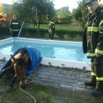 Cavallo salvato dai Vigili del Fuoco