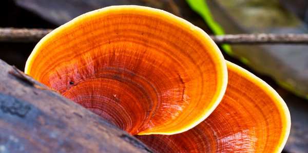 ganoderma_lucidum_reishi