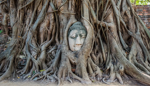 Buddha Head in banyan tree roots  Wat Mahatha Ayutthaya bangkok thailand