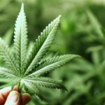 Legalizzazione della cannabis: Aprilia Possibile raccoglie firme