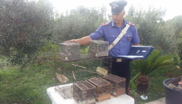 carabinieri uccellagione cardellini