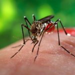 Mosquito Day: le zanzare uccidono ogni anno 725.000 persone nel mondo.