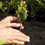 Europa Verde scende in campo per il futuro: un albero per ogni nuovo nato