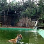 Zoo delle Star di Aprilia: “Ci serve aiuto per mantenere i nostri animali”.