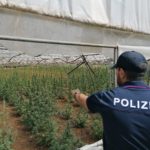 Aprilia, scoperta una piantagione di marijuana: due denunce.