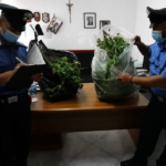 Campoverde, Aprilia : piante di marijuana in giardino, arrestate due persone.