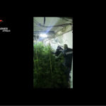 Aprilia: trovato con 850 piante di marijuana, arrestato.