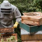 Agricoltura, Onorati: oltre 2,5 milioni di euro per gli apicoltori del Lazio.