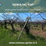 Aprilia, sostegno agli agricoltori colpiti dalla moria del kiwi.